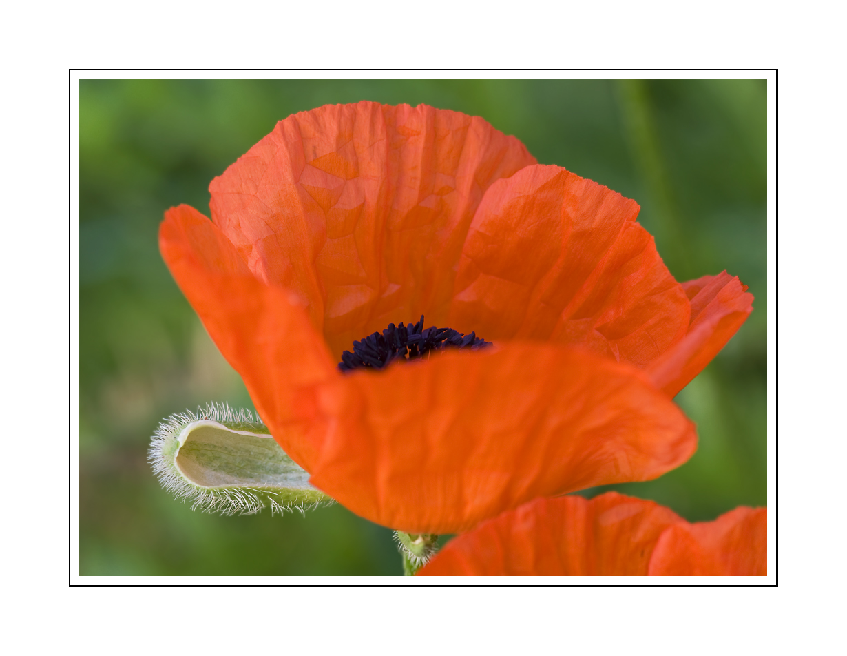 Mohn-Verwandlung