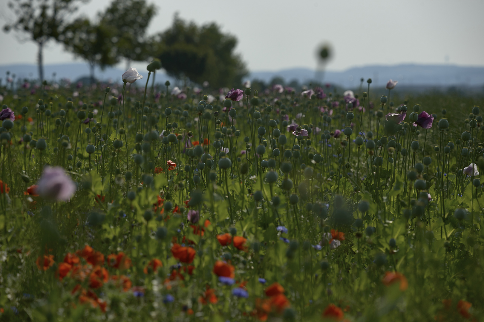 Mohn verwirrt