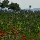 Mohn verwirrt