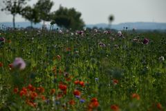 Mohn verwirrt