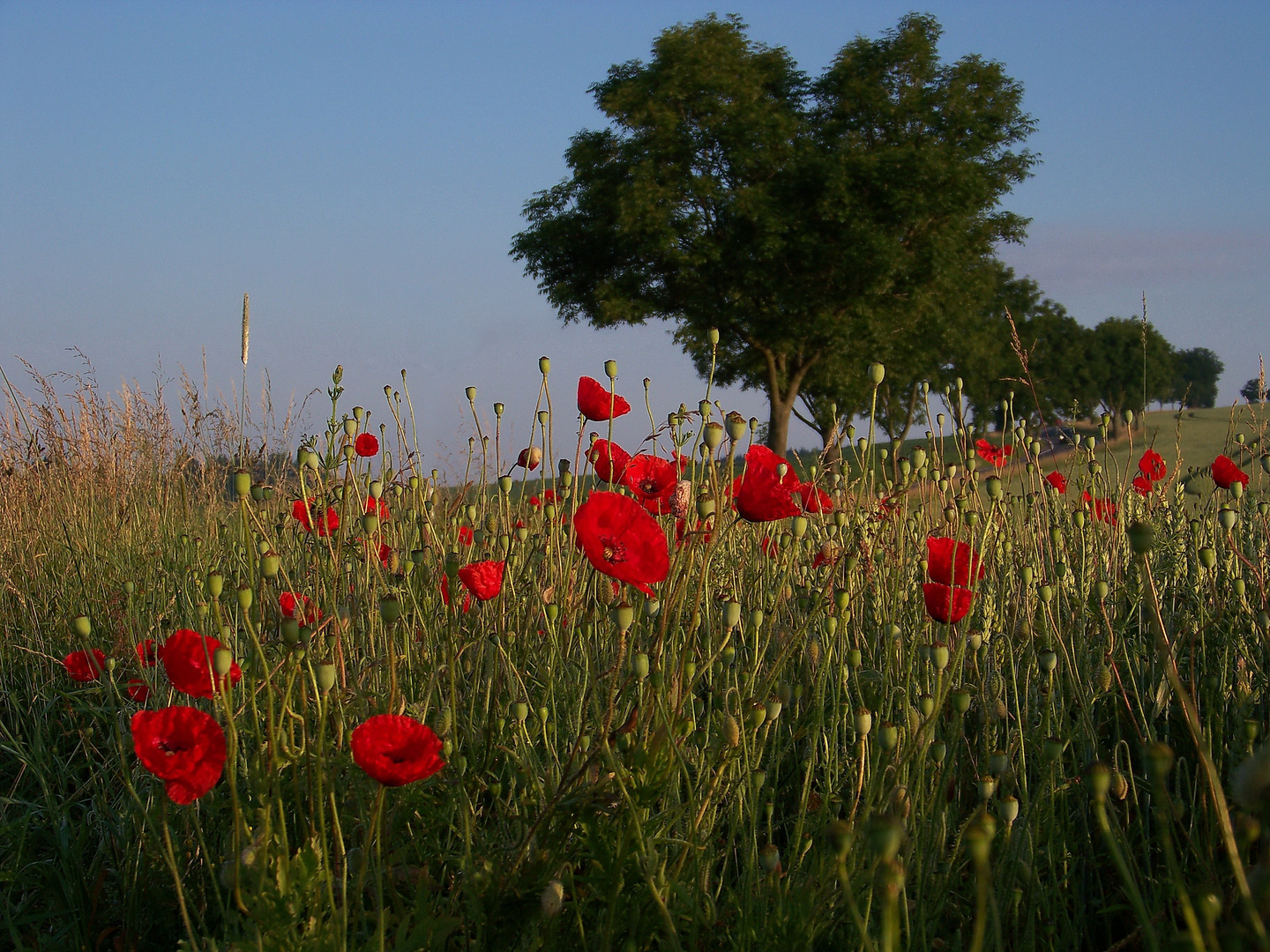 Mohn VI