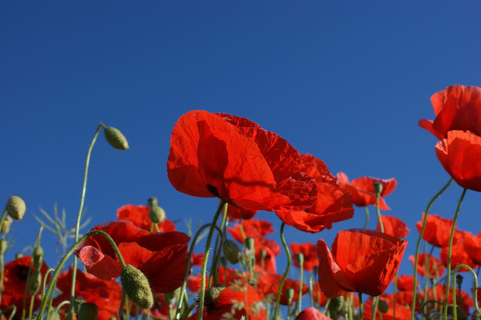 Mohn VI