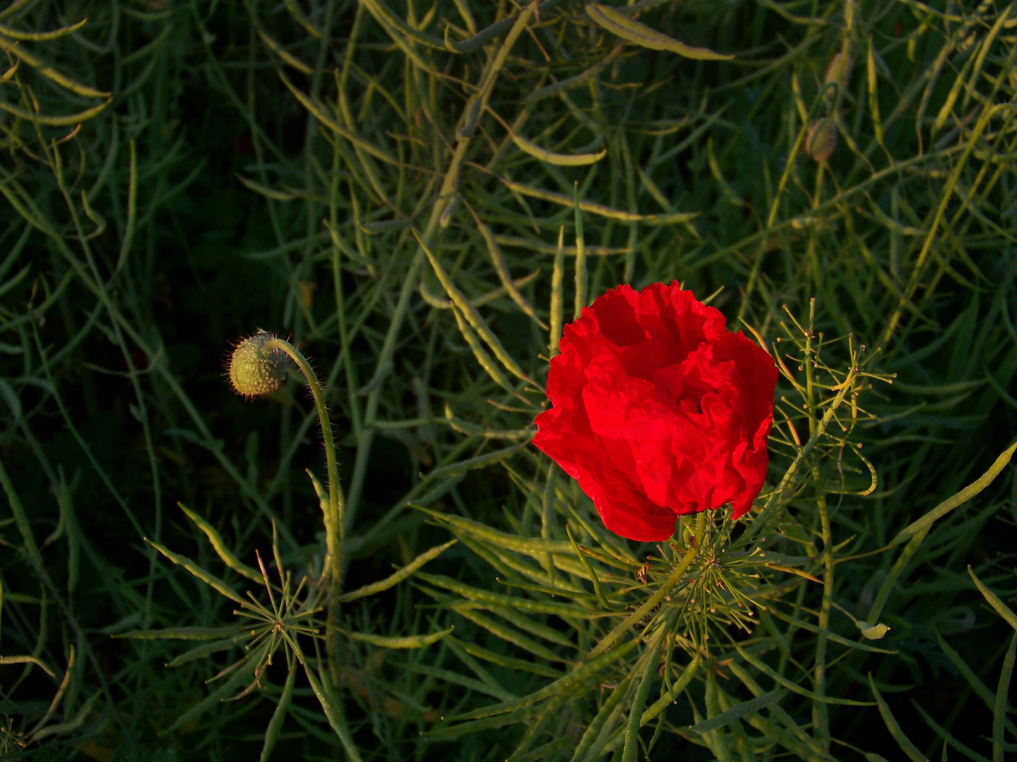 Mohn VII