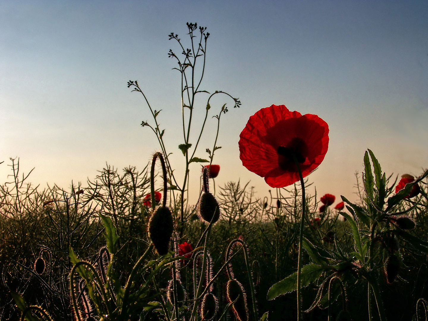 Mohn VIII