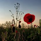 Mohn VIII