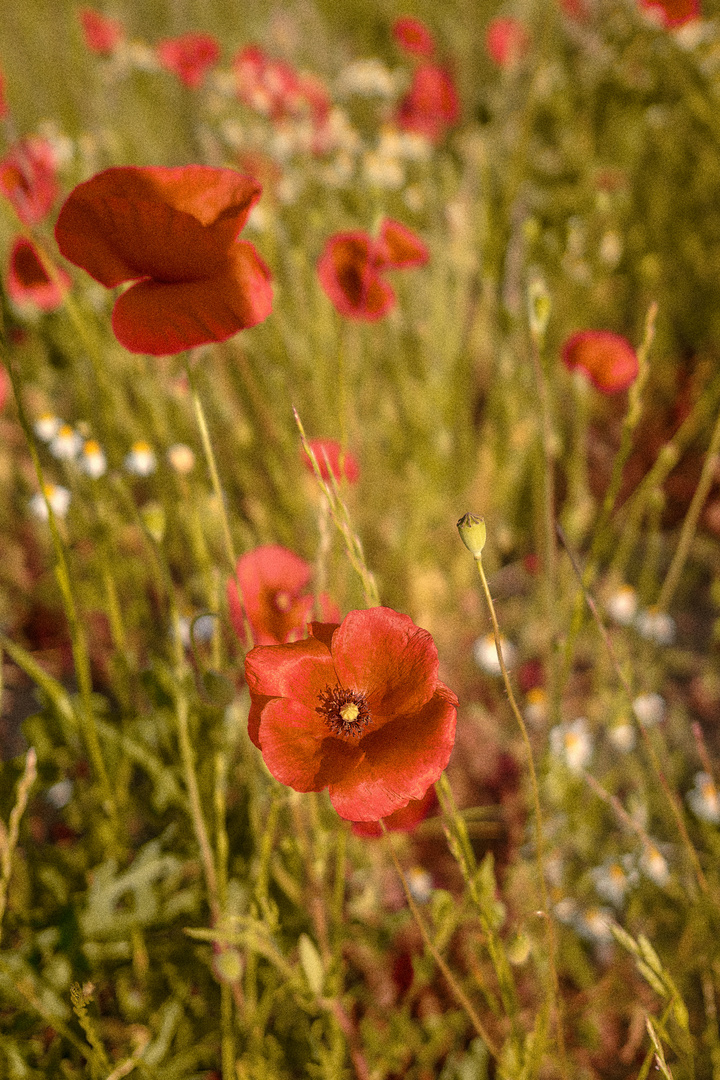 Mohn Vintage 2