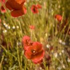 Mohn Vintage 2