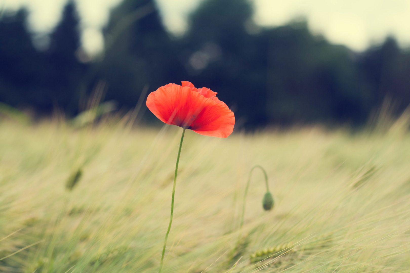 Mohn Vintage