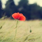 Mohn Vintage