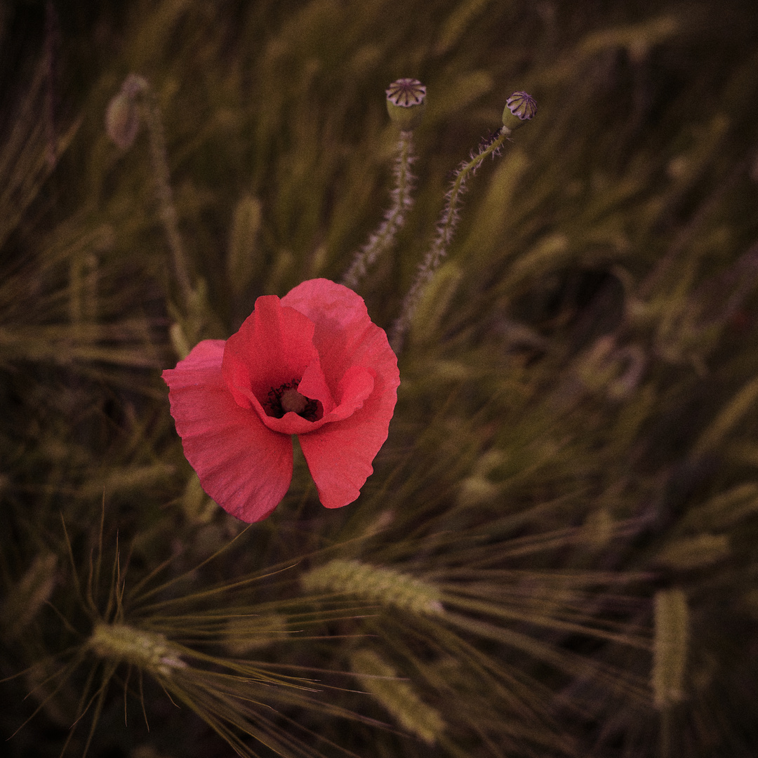 Mohn Vintage