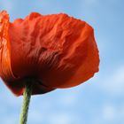 Mohn voll erblüht