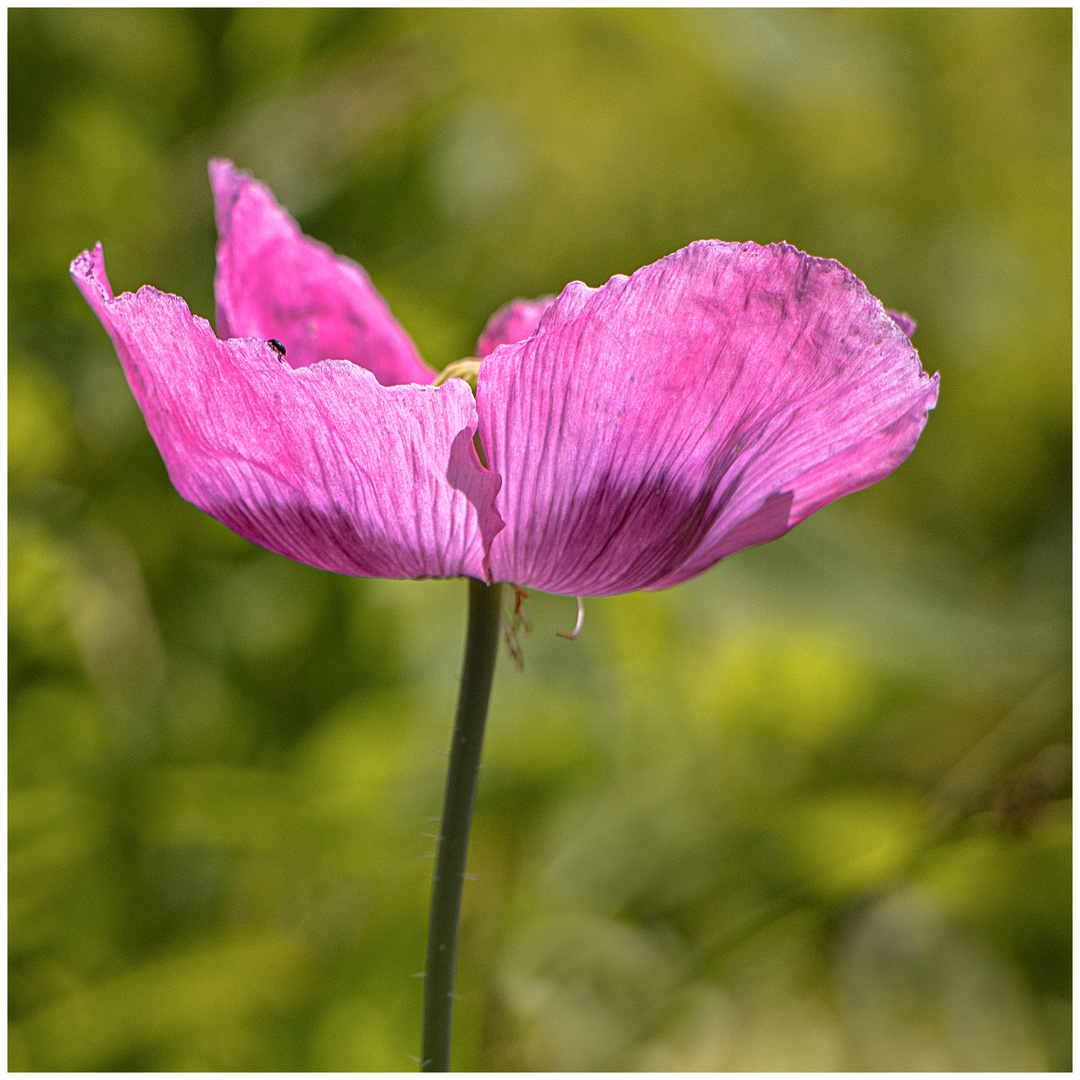 Mohn - voll erblüht  (Mittwochsblümchen 22.06.2022)