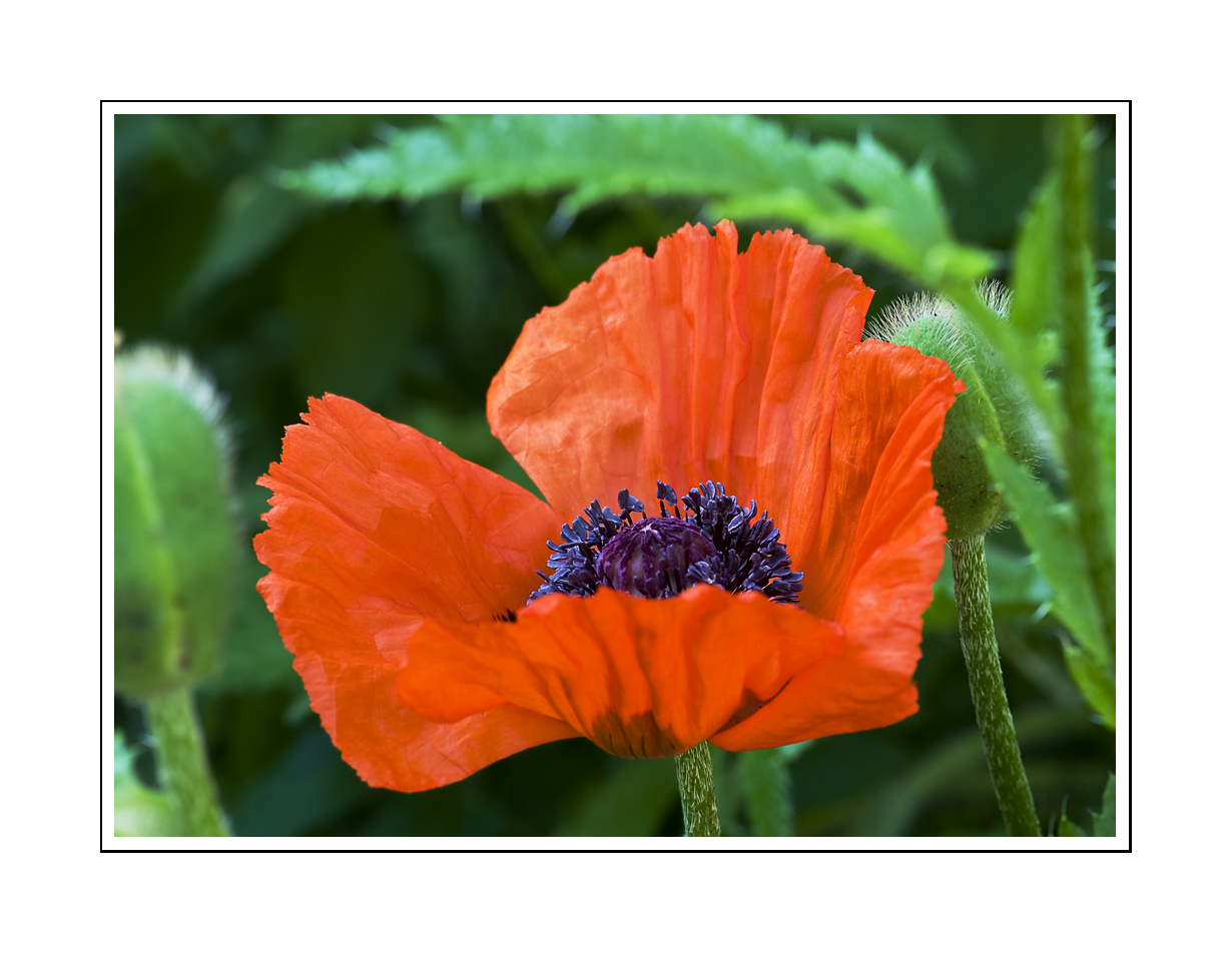 Mohn-Vollendung