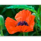 Mohn-Vollendung