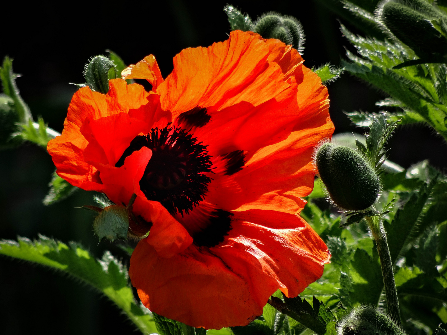 Mohn voller Blüte