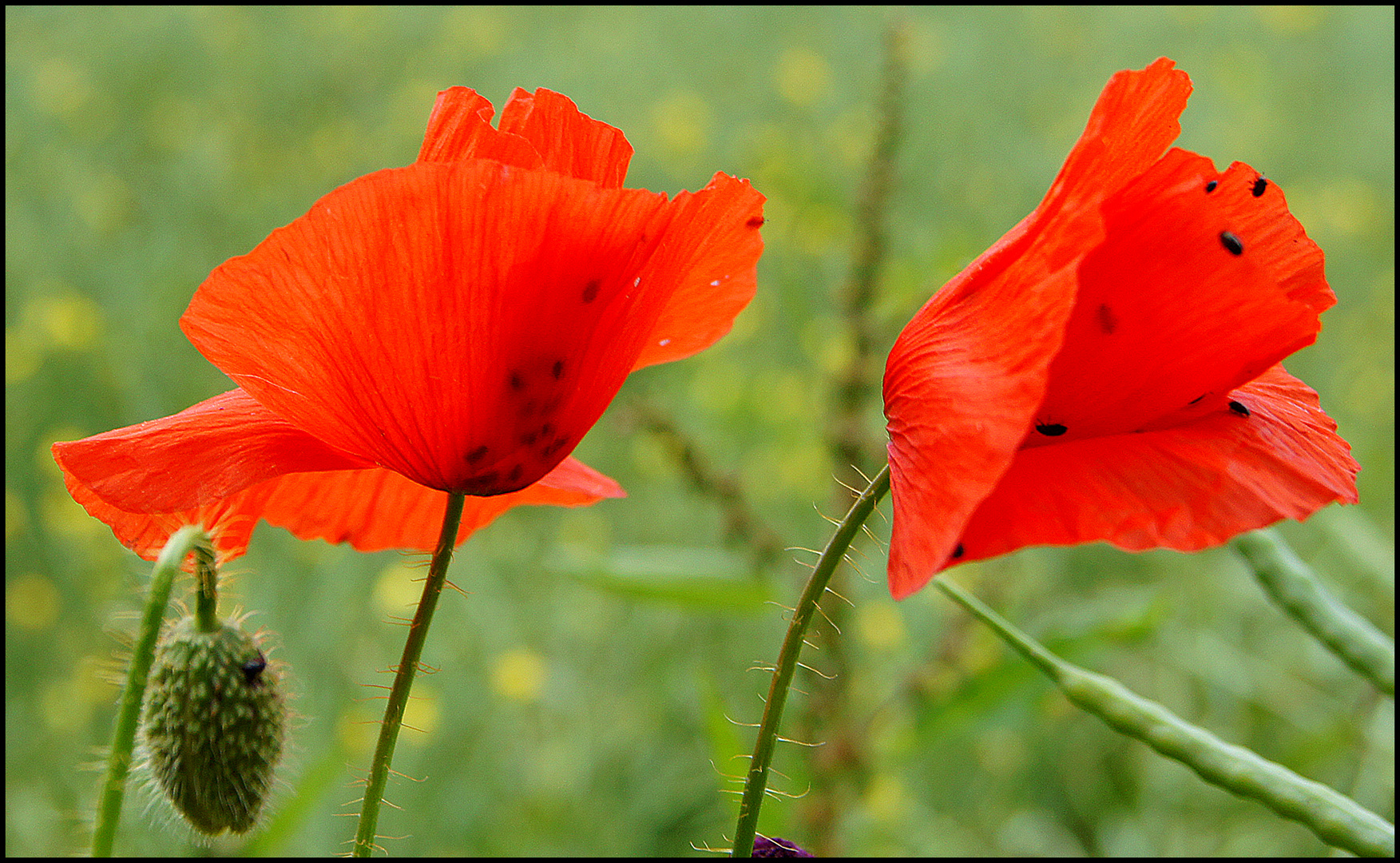 Mohn voller Käferbesetzer