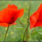 Mohn voller Käferbesetzer