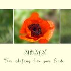 MOHN  -  Vom Anfang bis zum Ende