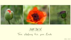 MOHN  -  Vom Anfang bis zum Ende