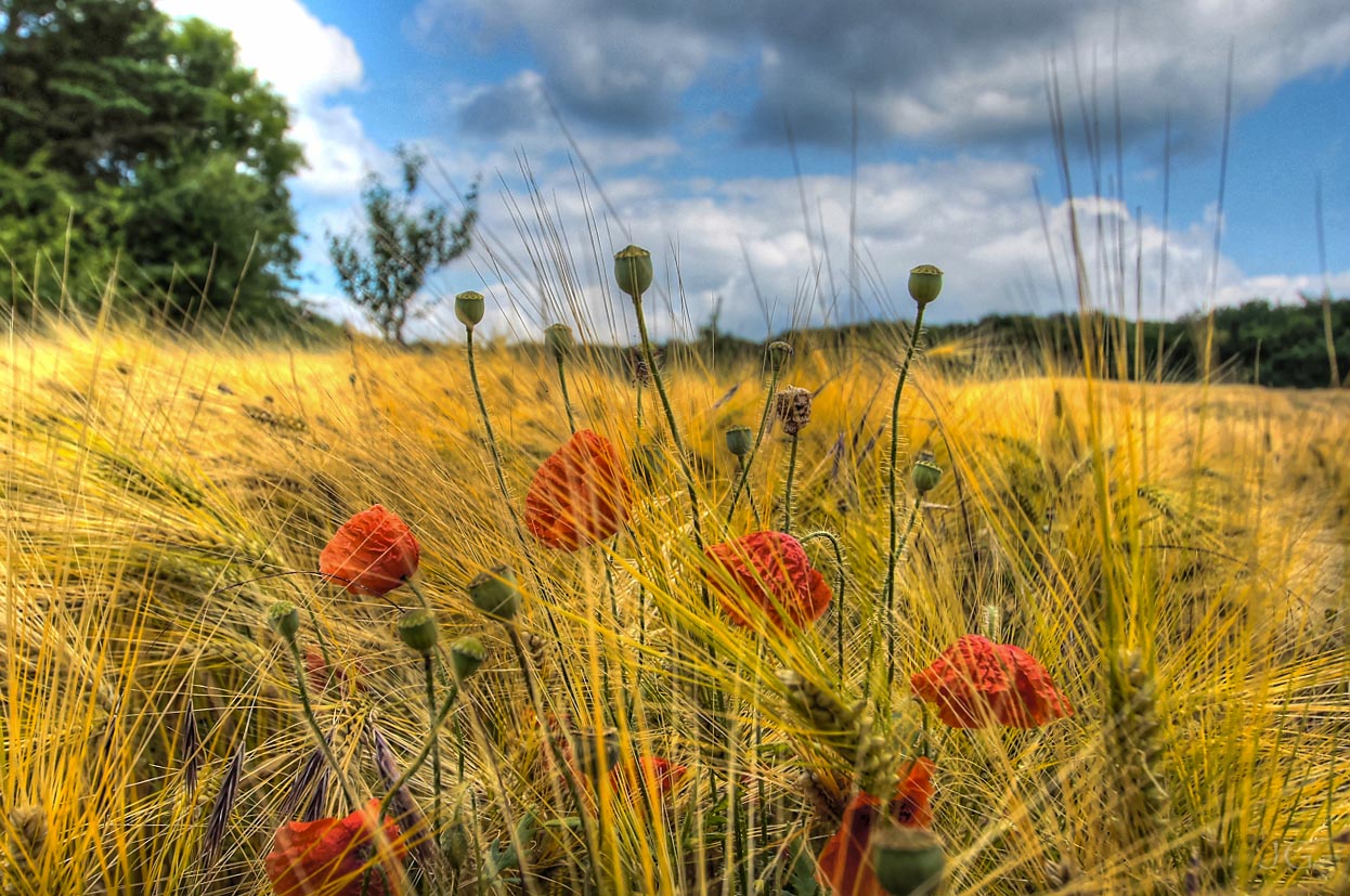 Mohn vom Hafer gestochen...