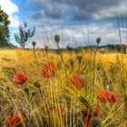 Mohn vom Hafer gestochen...