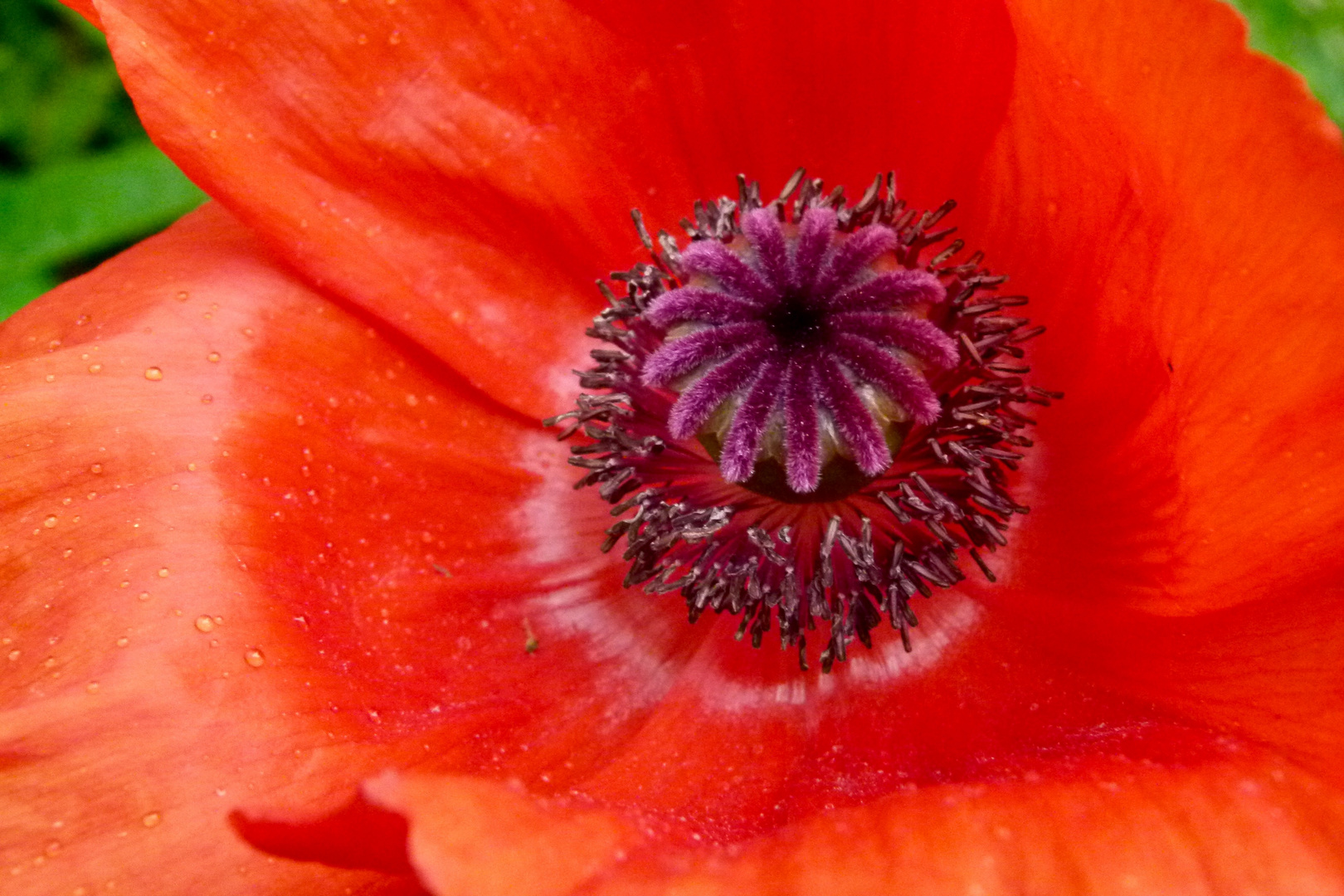 Mohn vom letzen Jahr