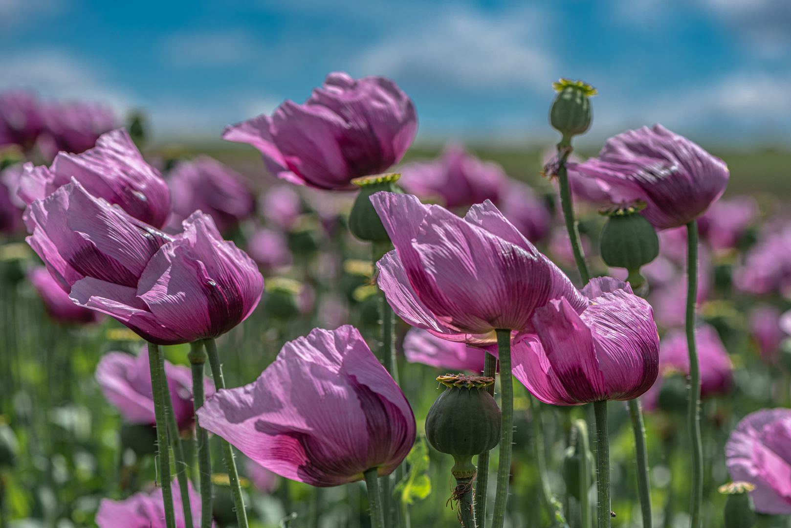 Mohn - vom Wind bewegt