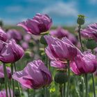 Mohn - vom Wind bewegt