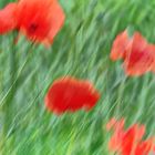 mohn ... vom winde verweht ...