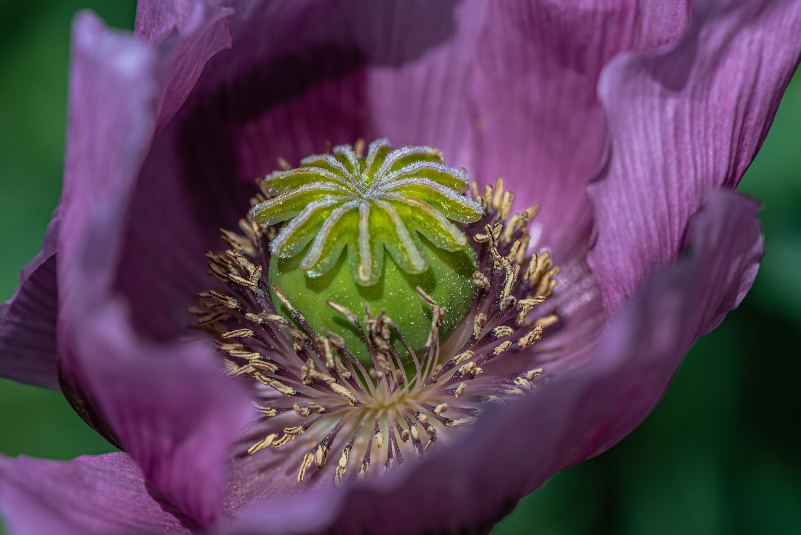 Mohn - von der Blüte zur Kapsel