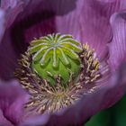 Mohn - von der Blüte zur Kapsel