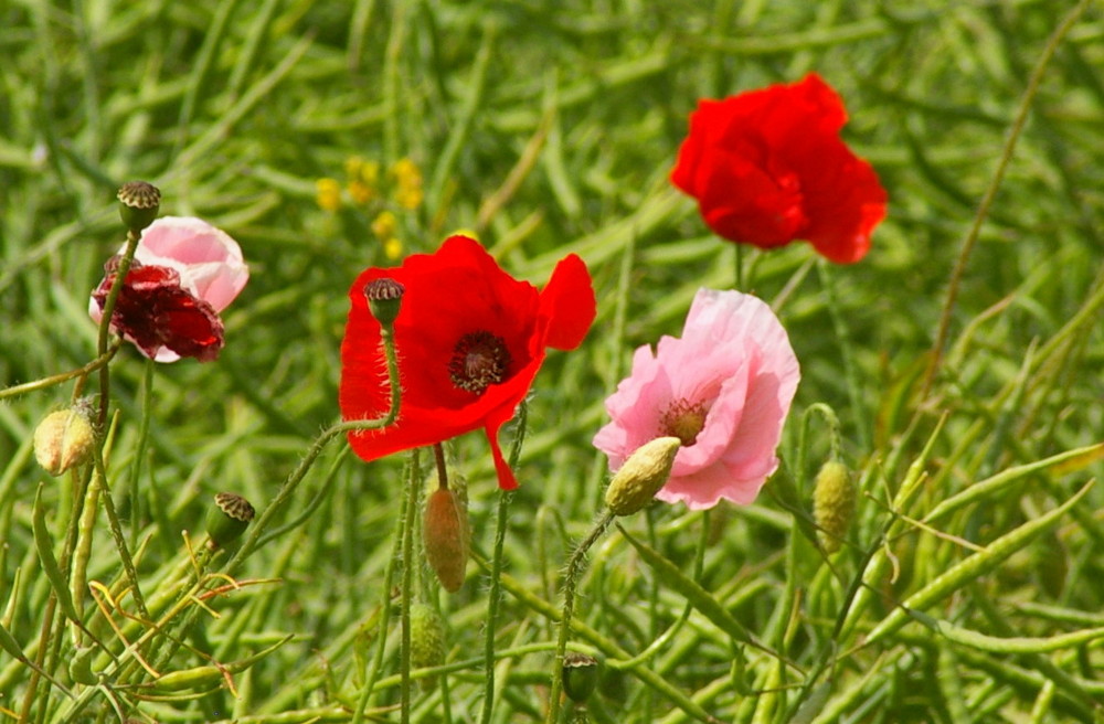 Mohn von etwas ungewöhnlicher Farbe