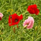 Mohn von etwas ungewöhnlicher Farbe