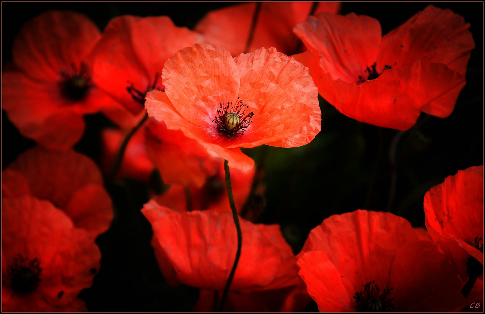 Mohn von gestern