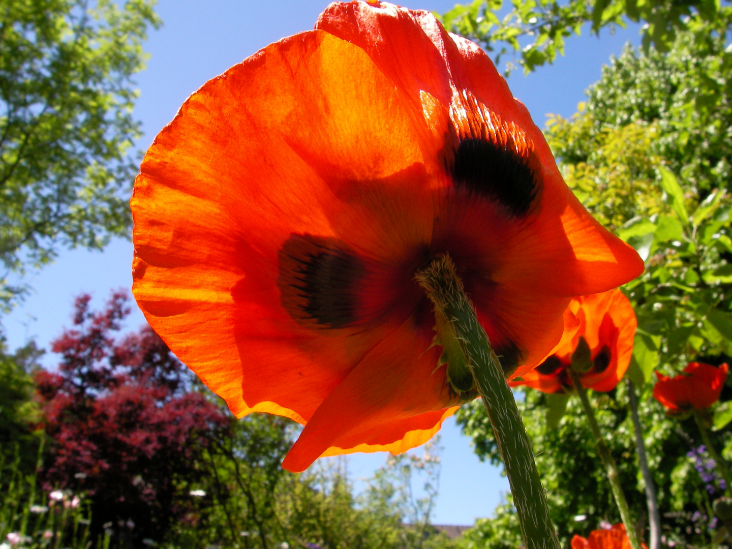 Mohn von hinten gesehen.