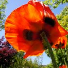 Mohn von hinten gesehen.