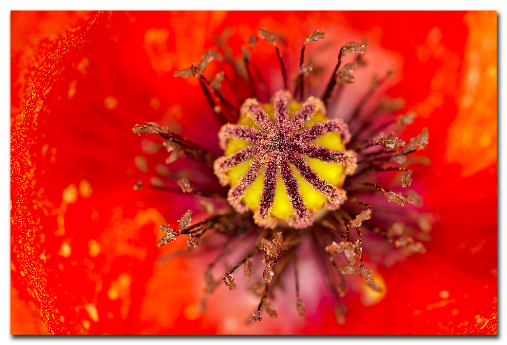 Mohn von innen