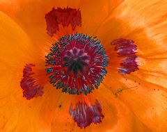 Mohn von innen