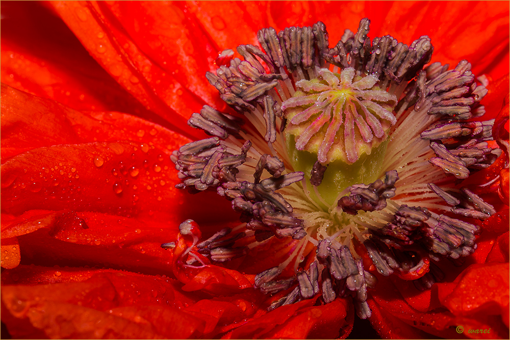 Mohn - von innen