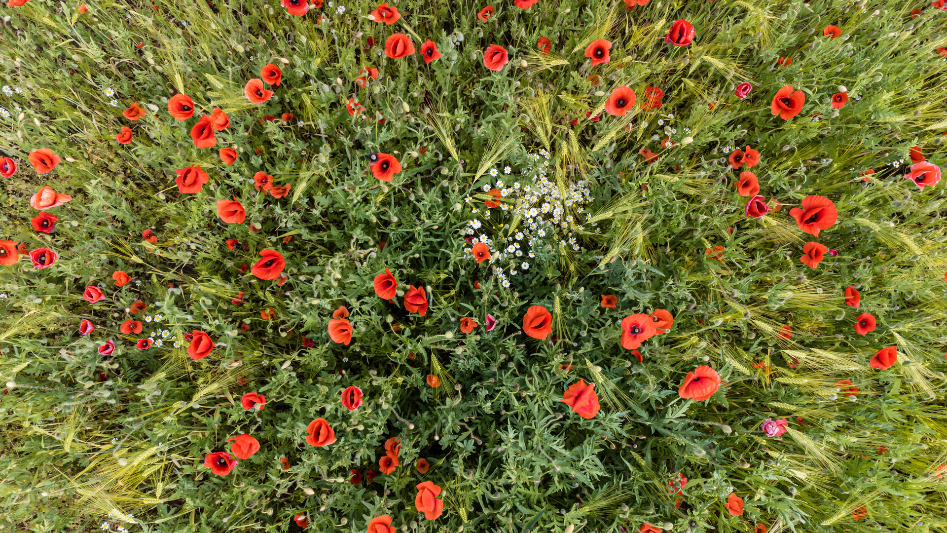 Mohn von oben