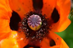 Mohn von oben betrachtet