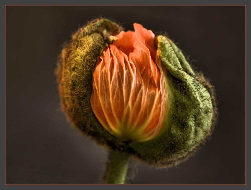 mohn von Sonja