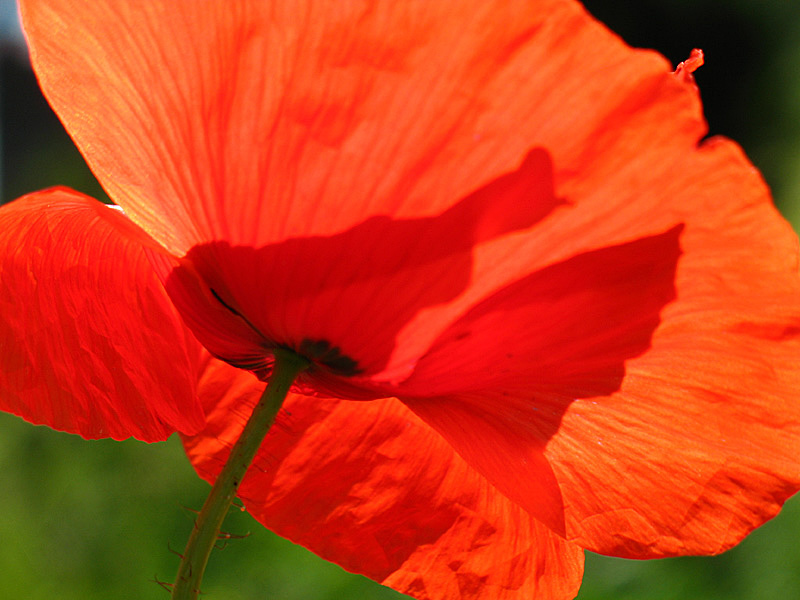 Mohn von unten