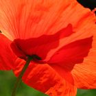 Mohn von unten