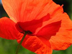 Mohn von unten