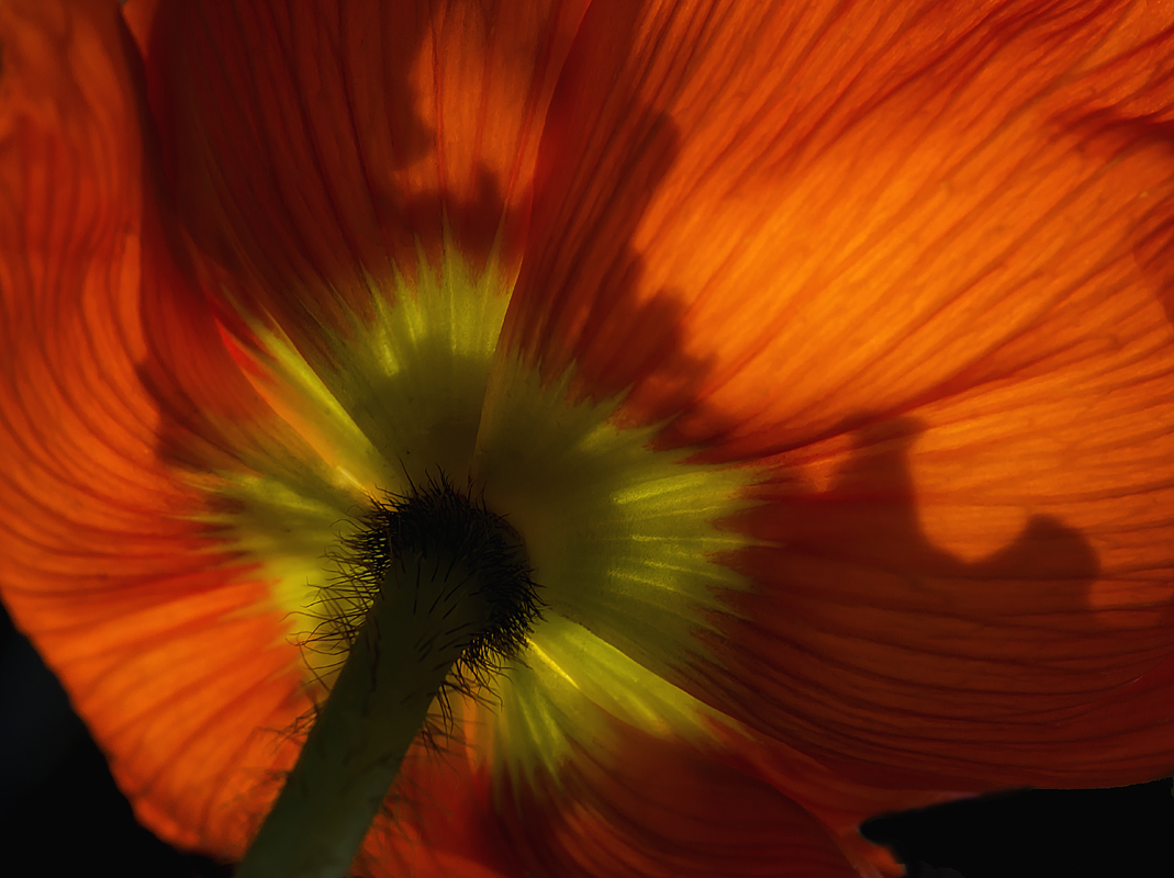 Mohn von unten