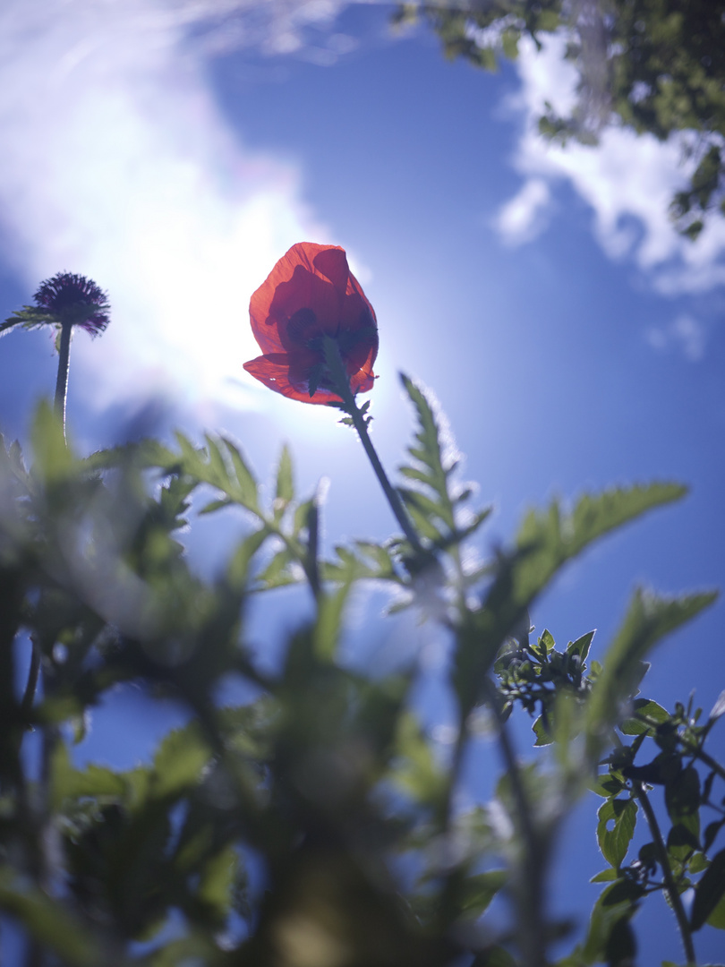 Mohn von Unten