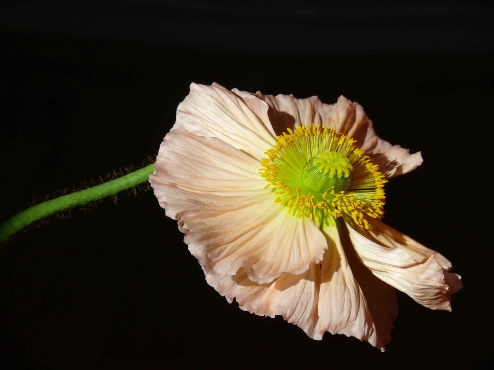 Mohn vor dem Dunkel