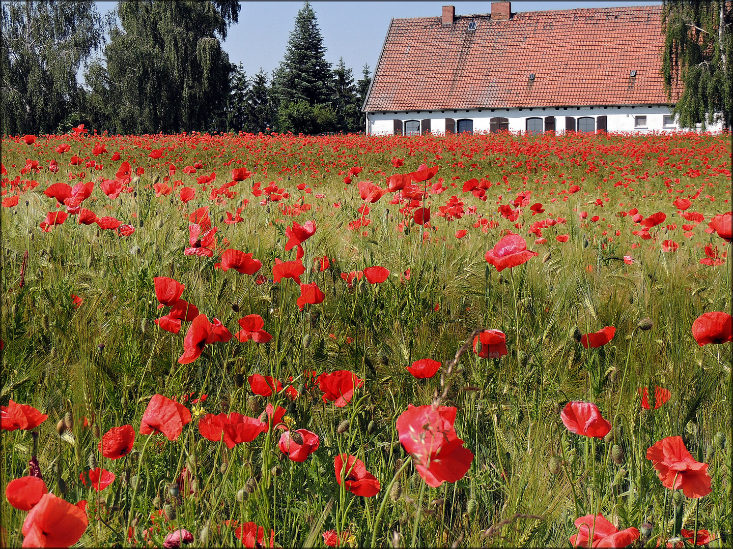 Mohn vor dem Haus