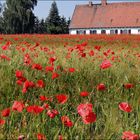 Mohn vor dem Haus